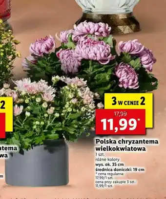 Lidl Polska chryzantema wielkokwiatowa oferta