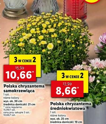 Lidl Polska chryzantema samokrzewiąca oferta
