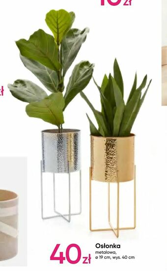 Pepco Osłonka oferta