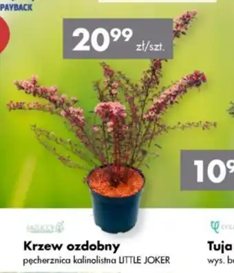Krzew ozdobny