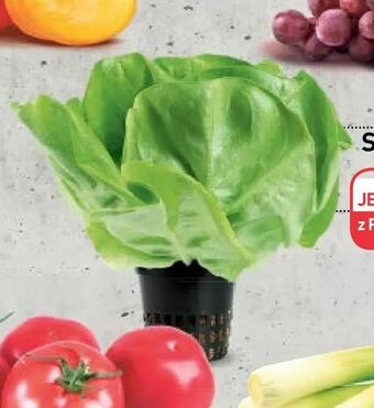 Stokrotka Sałata masłowa w doniczce oferta