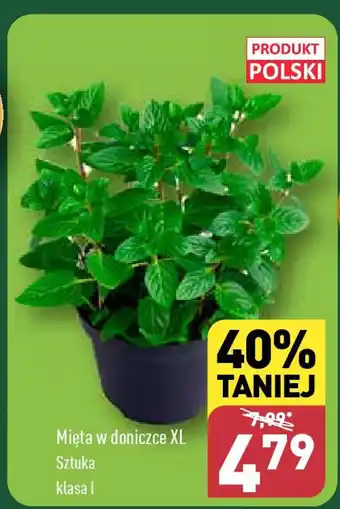 ALDI Mięta w doniczce XL oferta