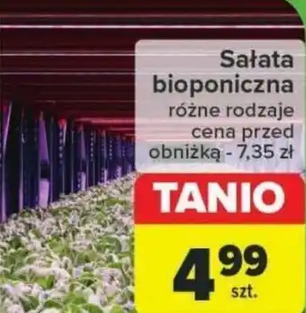 Carrefour Sałata bioponiczna szt. oferta