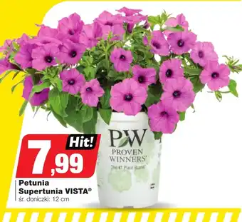 Petunia Hit