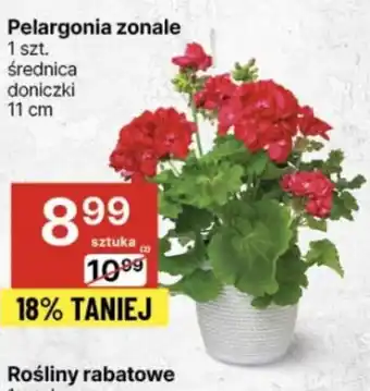 Delikatesy Centrum Pelargonia zonale 1 szt. oferta