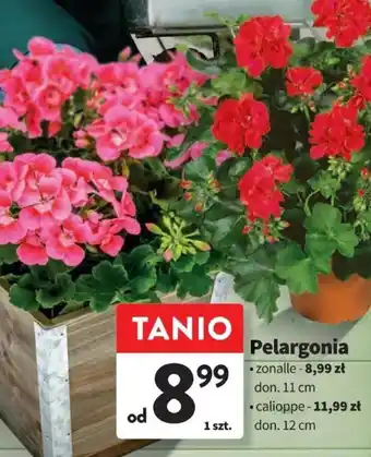 Intermarche Pelargonia oferta