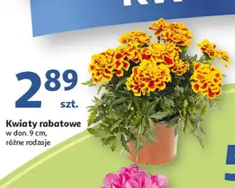 Auchan Kwiaty rabatowe oferta