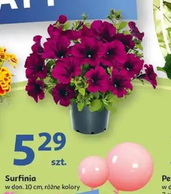 Auchan Surfinia oferta