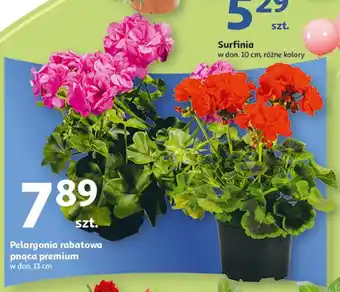 Auchan Pelargonia rabatowa pnąca premium oferta