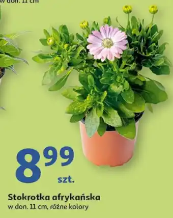 Auchan Stokrotka afrykańska oferta