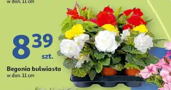 Auchan Begonia bulwiasta oferta