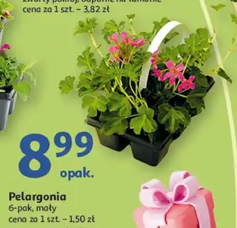 Auchan Pelargonia 6-pak oferta