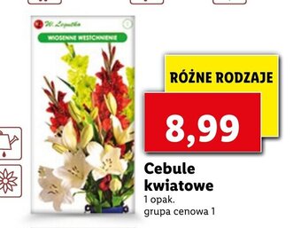 Lidl Cebule kwiatowe 1opak. oferta