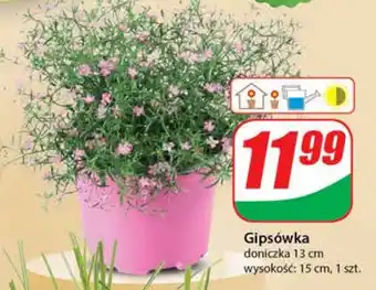 Dino Gipsówka oferta