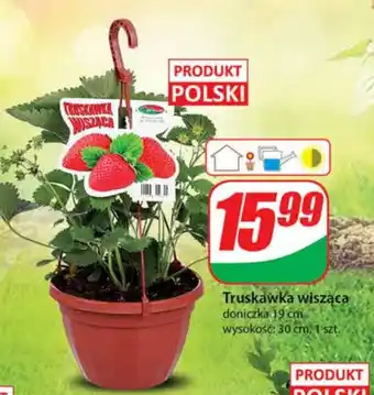 Dino Truskawka wisząca oferta