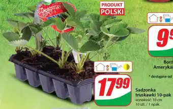 Sadzonka truskawki 10 pak
