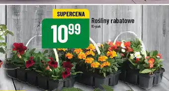 Rośliny rabatowe 10-pak