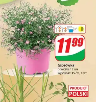 Dino Roślina doniczkowa Polski oferta