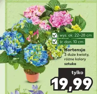 Kaufland Hortensja oferta