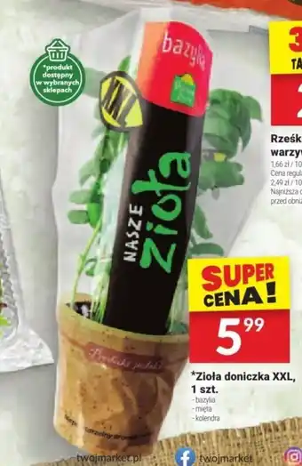 Twój Market Zioła doniczka XXL oferta