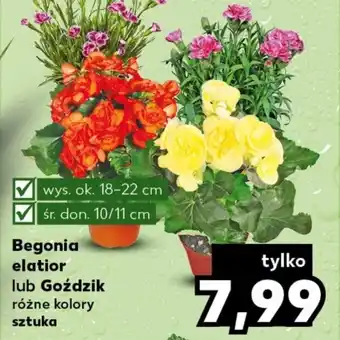 Kaufland Begonia elatior lub Goździk 18-22cm oferta