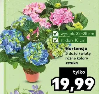 Kaufland Hortensja oferta