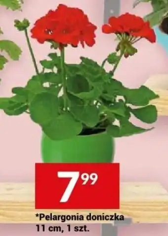 Twój Market Pelargonia doniczka 11 cm oferta