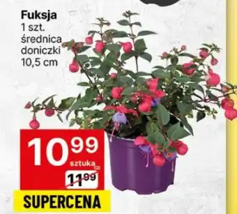 Delikatesy Centrum Fuksja 1 szt. oferta