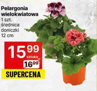 Delikatesy Centrum Pelargonia wielokwiatowa 1szt. oferta
