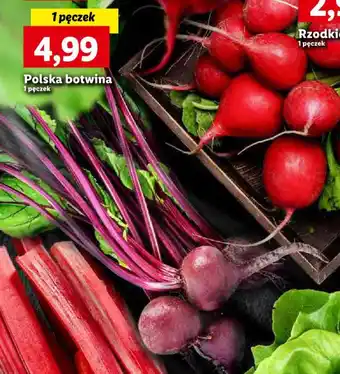 Lidl Polska botwina 1 pęczek oferta