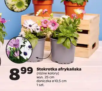 Netto Stokrotka afrykańska oferta