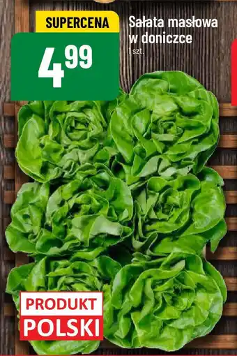 Polomarket Sałata masłowa w doniczce 1szt. oferta