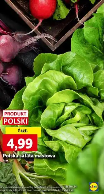 Lidl Polska sałata masłowa 1szt. oferta
