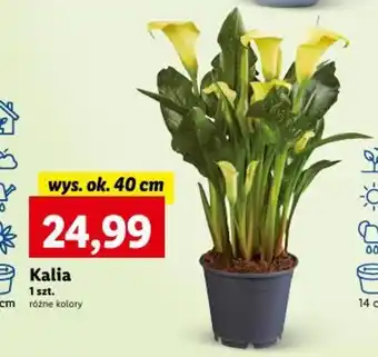 Lidl Kalia oferta