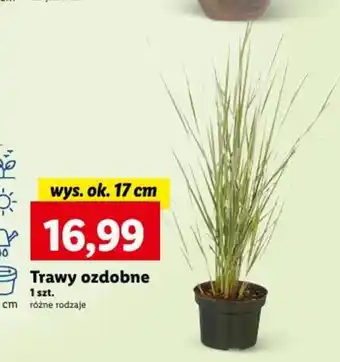 Lidl Trawy ozdobne oferta