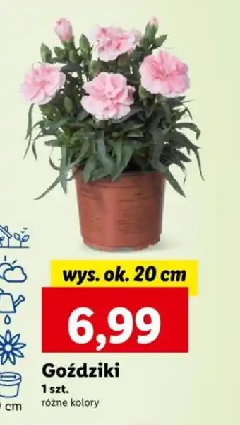 Lidl Goździki 1 szt. oferta