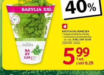Selgros Bazylia oferta