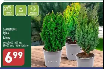 ALDI Iglak 28-37 cm 1 SZT oferta