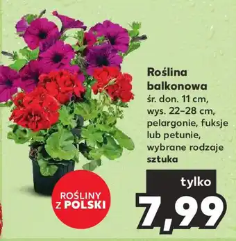 Kaufland Roślina balkonowa oferta