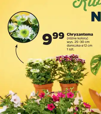 Netto Chryzantema oferta