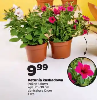 Netto Petunia kaskadowa oferta