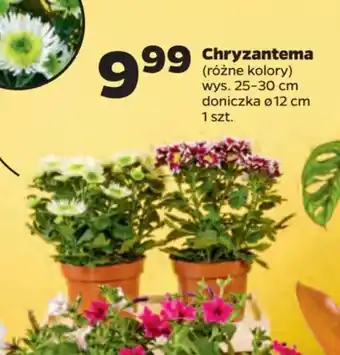 Netto Chryzantema oferta