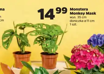 Netto Monstera Monkey Mask oferta