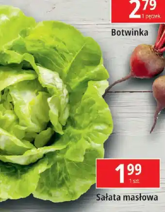 E.Leclerc Sałata masłowa oferta
