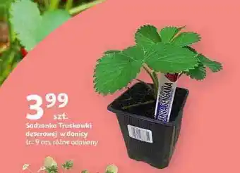 Auchan Truskawka oferta