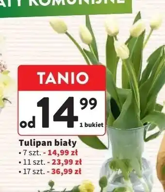 Intermarche Tulipany oferta
