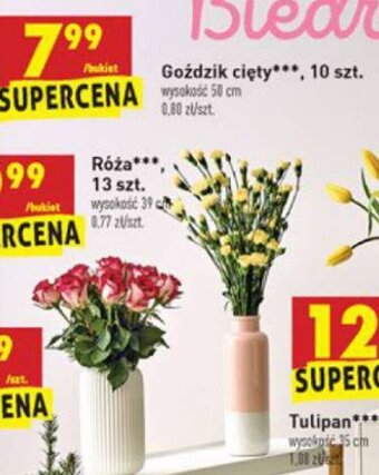 Biedronka Goździki 10szt. oferta