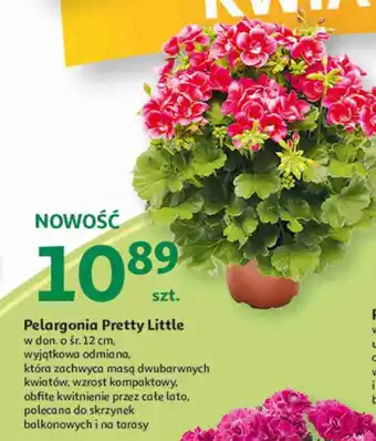 Auchan Pelargonia pretty little oferta