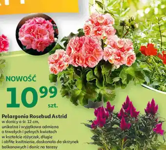 Auchan Pelargonia rosebud astrid oferta