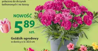 Gożdzik ogrodowy